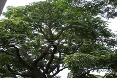 Toona ciliata